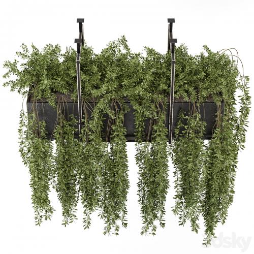 Indoor Hanging Plants in Metal Box - Set 303