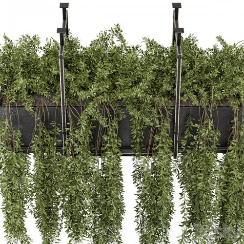 Indoor Hanging Plants in Metal Box - Set 303