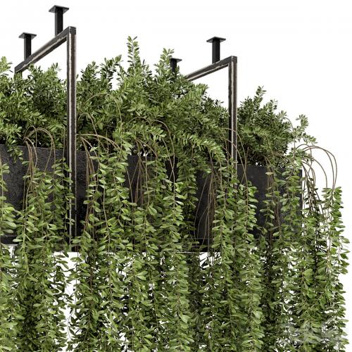 Indoor Hanging Plants in Metal Box - Set 303