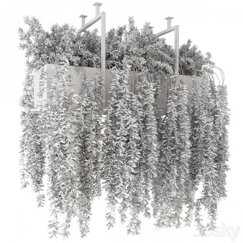 Indoor Hanging Plants in Metal Box - Set 303