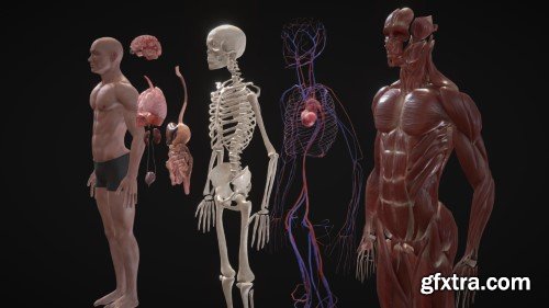 Full Human Body Anatomy 3D Model