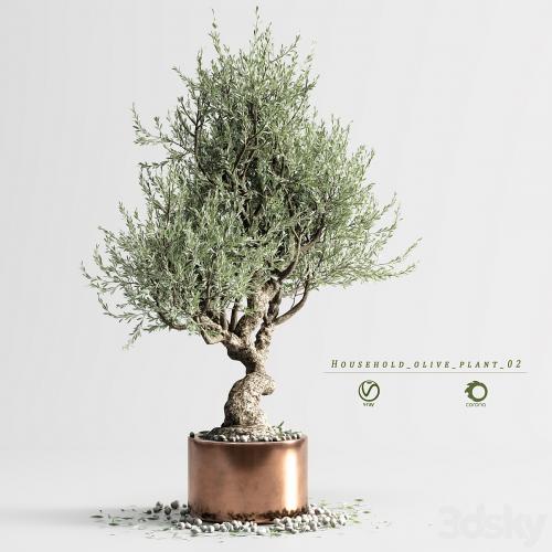 household olive plant 02