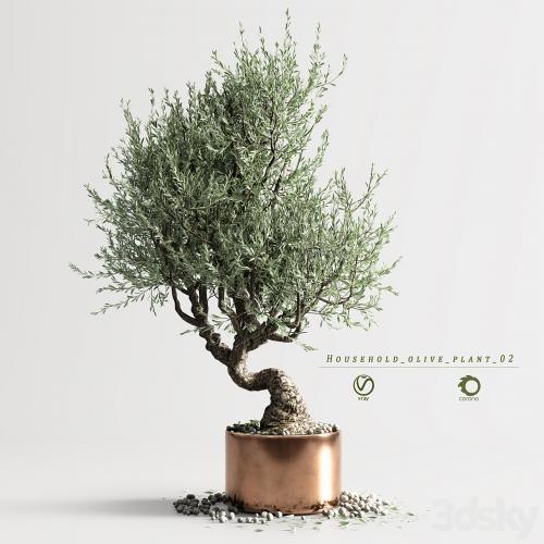 household olive plant 02