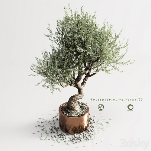 household olive plant 02