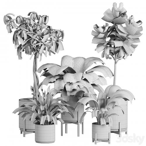 plant in pots_set 03