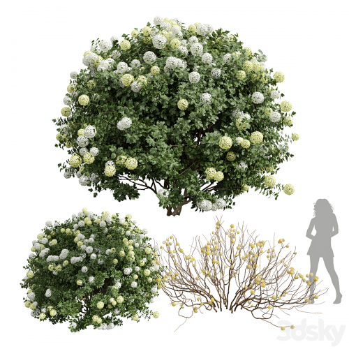 New Plant Edgeworthia Chrysantha Paperbush Viburnum Opulus Roseum Bush