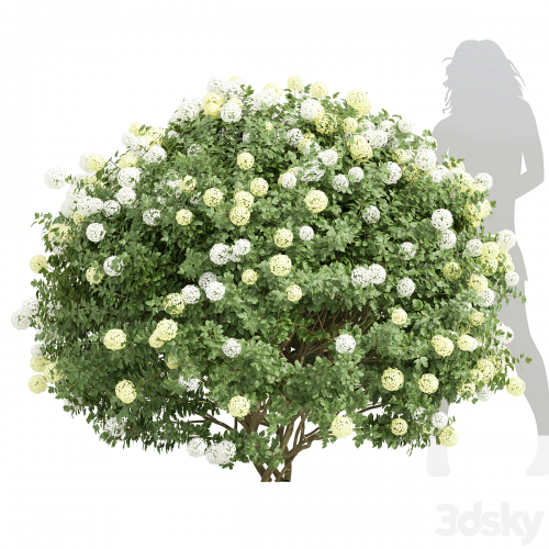 New Plant Edgeworthia Chrysantha Paperbush Viburnum Opulus Roseum Bush