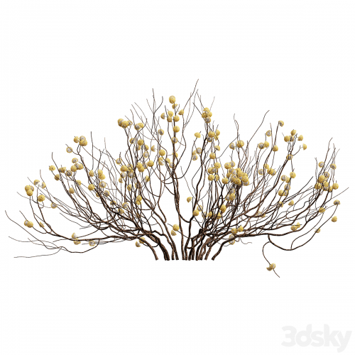 New Plant Edgeworthia Chrysantha Paperbush Viburnum Opulus Roseum Bush