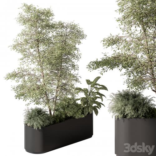 Plant Box - Outdoor Plants 515