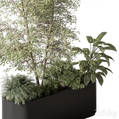 Plant Box - Outdoor Plants 515