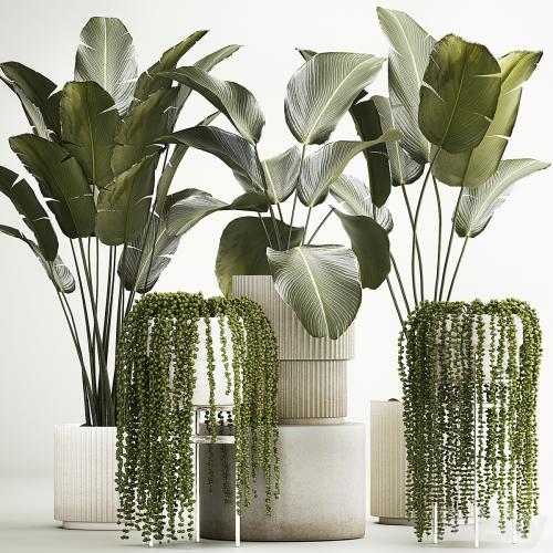 Hanging plants Succulents Rowley and Calathea lutea, Strelitzia in pots. Set of plants 1322