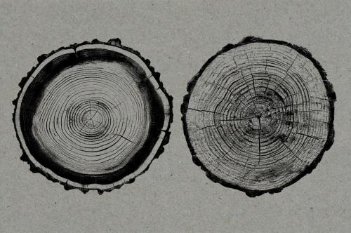 26 Large Tree Ring Textures