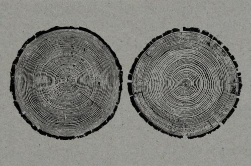 26 Large Tree Ring Textures