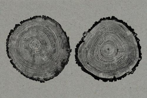 26 Large Tree Ring Textures