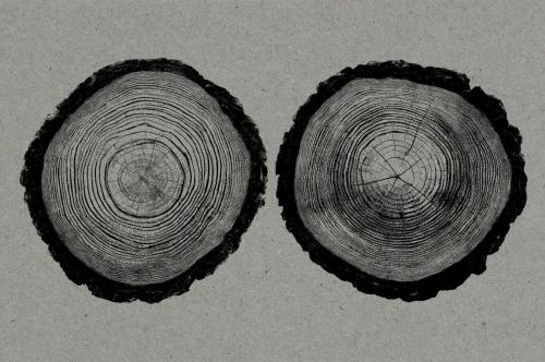 26 Large Tree Ring Textures