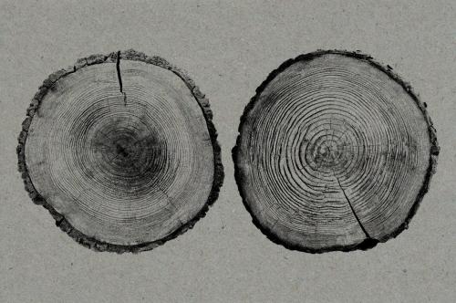 26 Large Tree Ring Textures