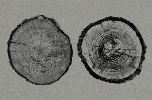 26 Large Tree Ring Textures