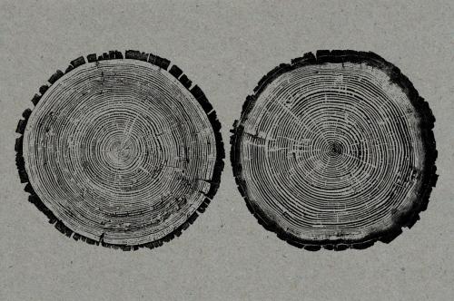 26 Large Tree Ring Textures