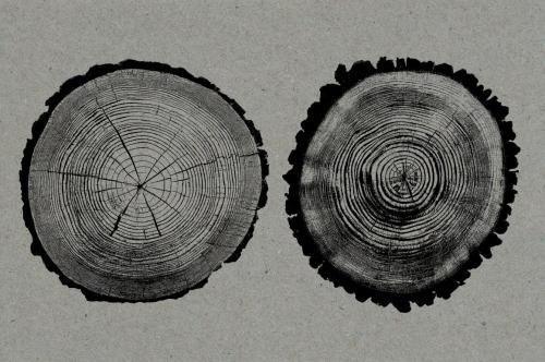 26 Large Tree Ring Textures