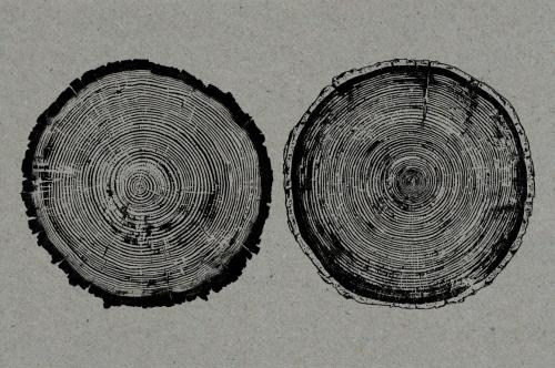 26 Large Tree Ring Textures