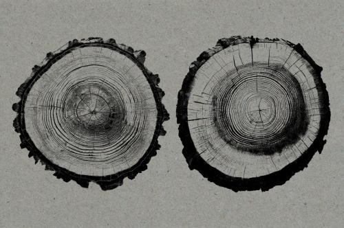 26 Large Tree Ring Textures