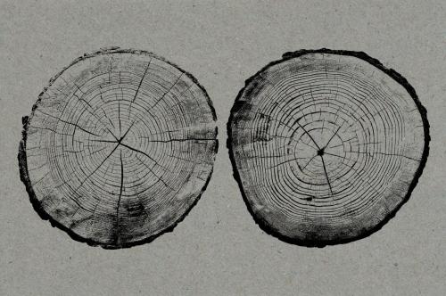 26 Large Tree Ring Textures