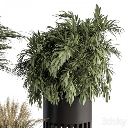 indoor Plant Set 301 - Plant Set in Round Stand Black pot
