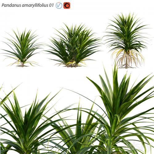 Pandanus amaryllifolius | Pandan leaves | Edible pandan 01