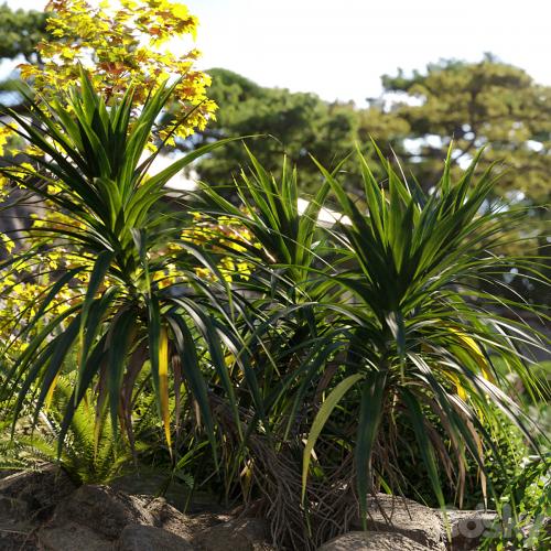 Pandanus amaryllifolius | Pandan leaves | Edible pandan 01