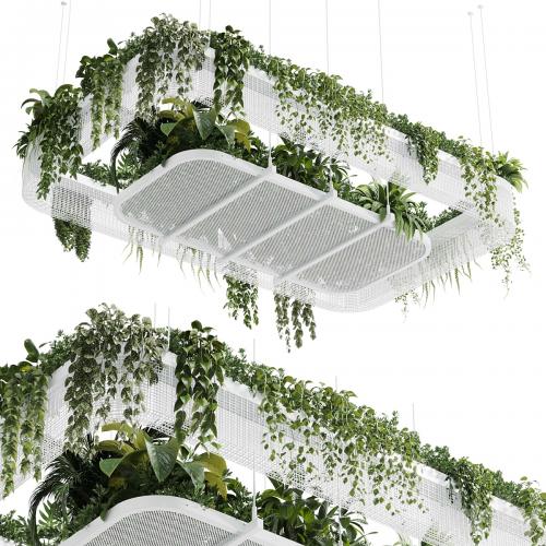 Hanging plants - indoor plant 323 corona