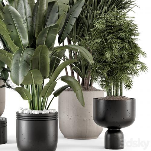 Indoor Plants in rusty Concrete Pot - Set 1331