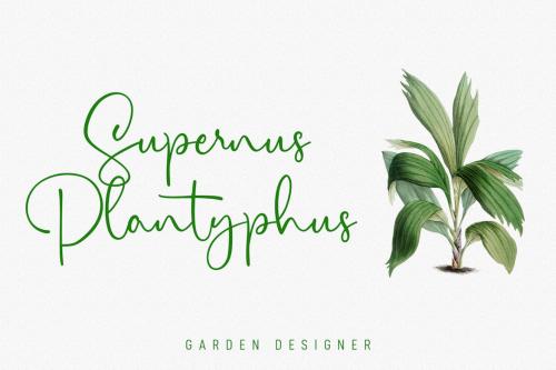 Citrus Cycle Script Font