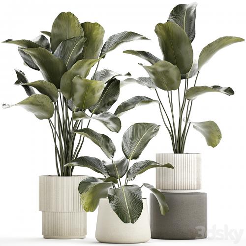 Exotic bush plants in a flower pot Calathea lutea, Strelitzia. set of plants 1317