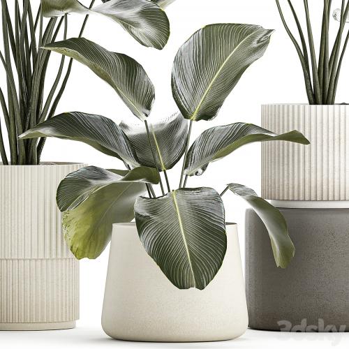 Exotic bush plants in a flower pot Calathea lutea, Strelitzia. set of plants 1317