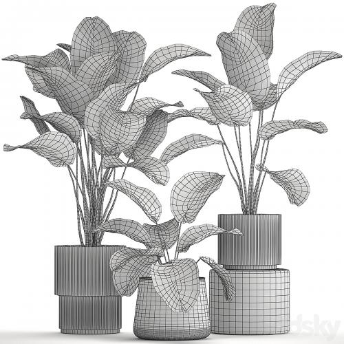 Exotic bush plants in a flower pot Calathea lutea, Strelitzia. set of plants 1317