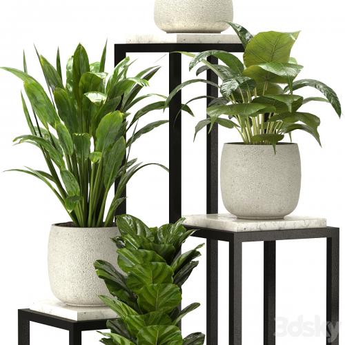 Collection Indoor Plants Set Nim08