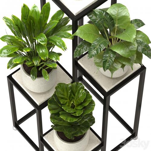 Collection Indoor Plants Set Nim08