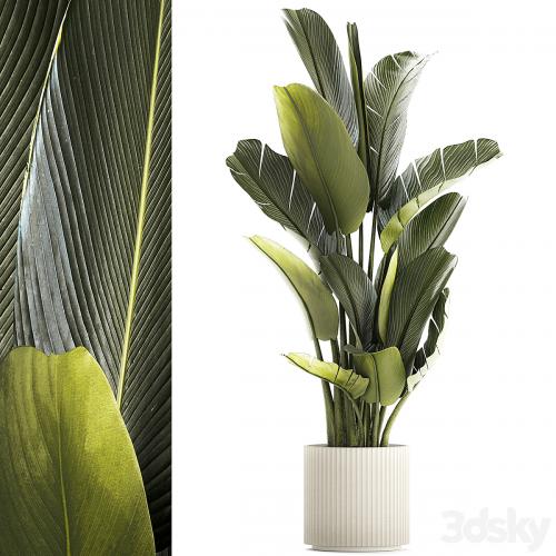 Exotic bush plants in a flower pot Ravenala, Strelitzia, Banana palm. Plant collection 1328