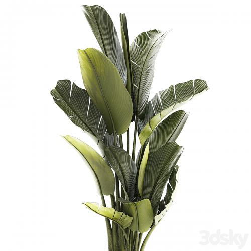 Exotic bush plants in a flower pot Ravenala, Strelitzia, Banana palm. Plant collection 1328