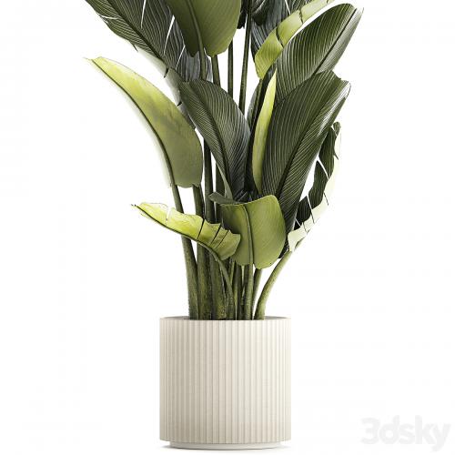 Exotic bush plants in a flower pot Ravenala, Strelitzia, Banana palm. Plant collection 1328