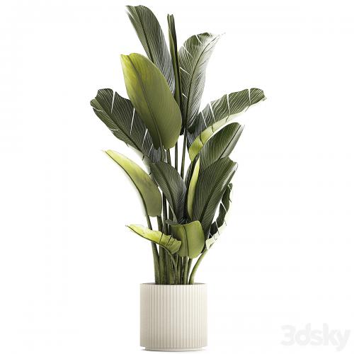 Exotic bush plants in a flower pot Ravenala, Strelitzia, Banana palm. Plant collection 1328