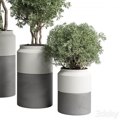 Collection Indoor plant 189 concrete dirt vase pot Tree