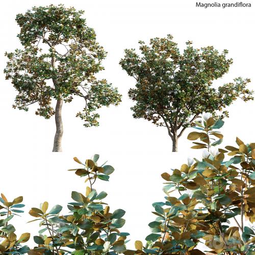 Magnolia grandiflora 02