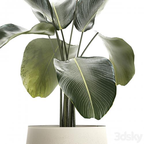 Exotic bush Calathea lutea in a pot, Strelitzia. Plants 1310