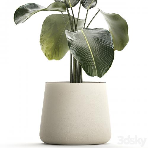 Exotic bush Calathea lutea in a pot, Strelitzia. Plants 1310