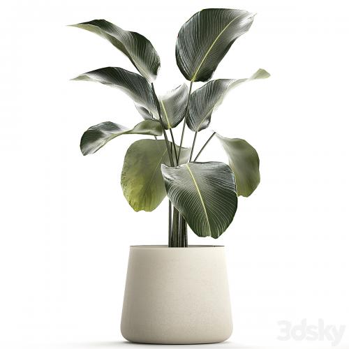 Exotic bush Calathea lutea in a pot, Strelitzia. Plants 1310