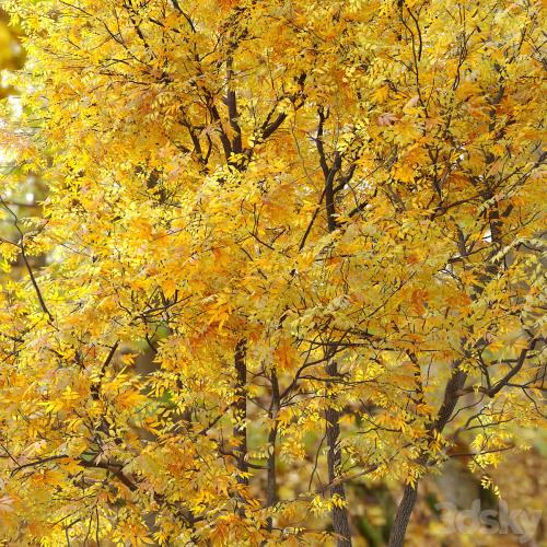 Autumn summit green ash (Fraxinus pennsylvanica Summit)