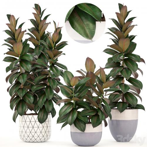 Collection of plants 204. Ficus robusta, tree, bush, interior, indoor plants, pot, flowerpot, Scandinavian style, ficus abidjan