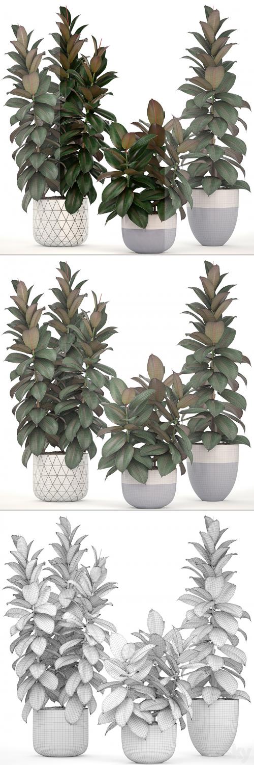 Collection of plants 204. Ficus robusta, tree, bush, interior, indoor plants, pot, flowerpot, Scandinavian style, ficus abidjan