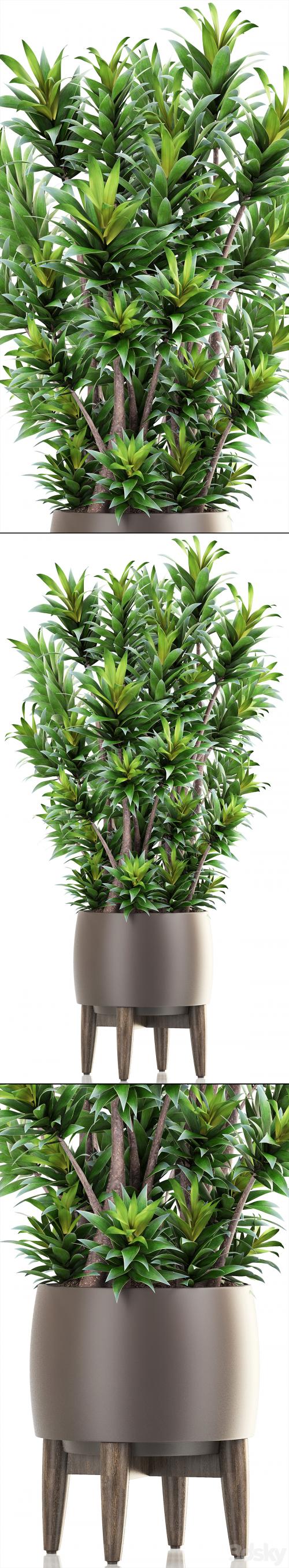 Dracaena 6. Dracaena, pot, flowerpot, bush, interior plant, indoor